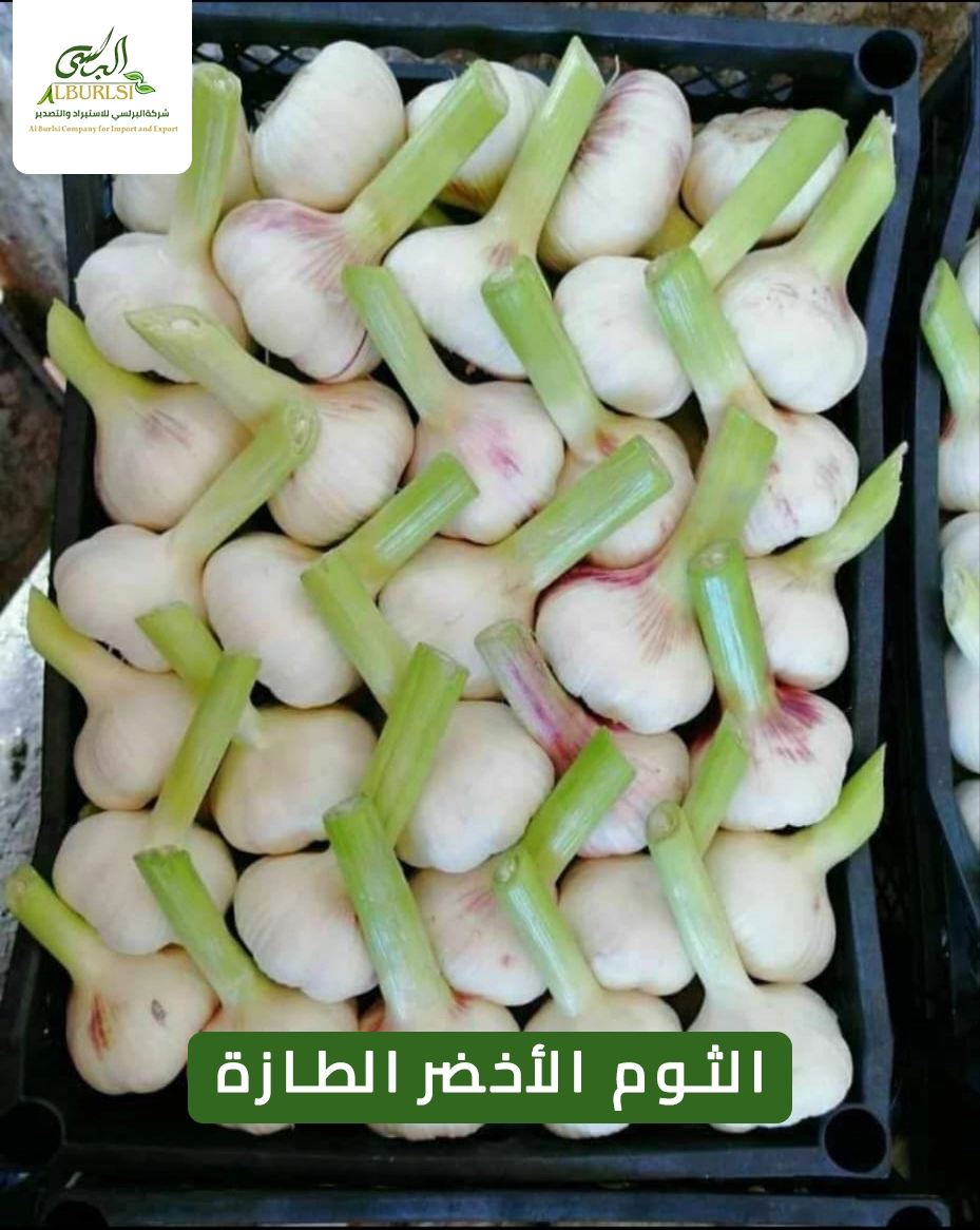الثوم الأخضر الطازة