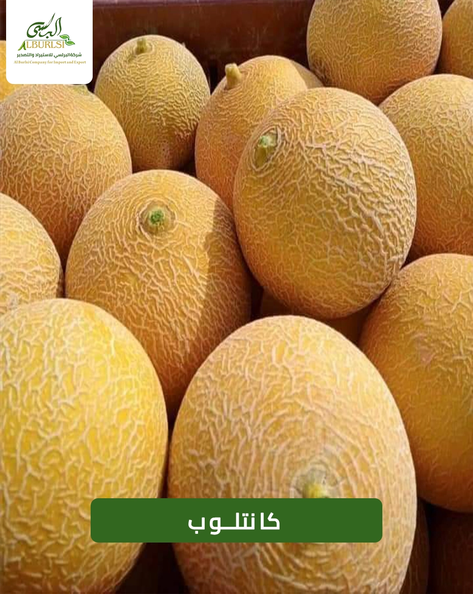 كانتلوب