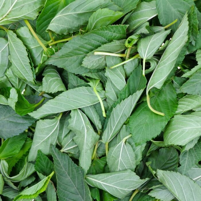 ملوخية ورق Leaves Molokh