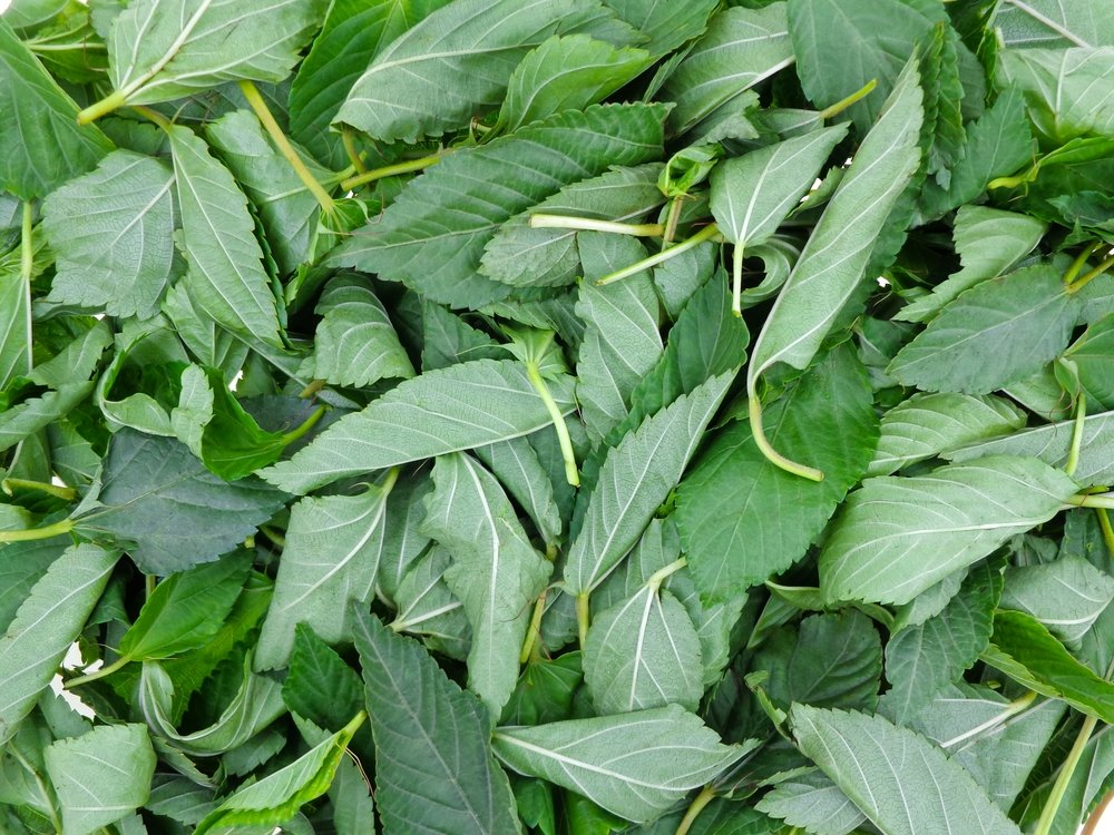 ملوخية ورق Leaves Molokh