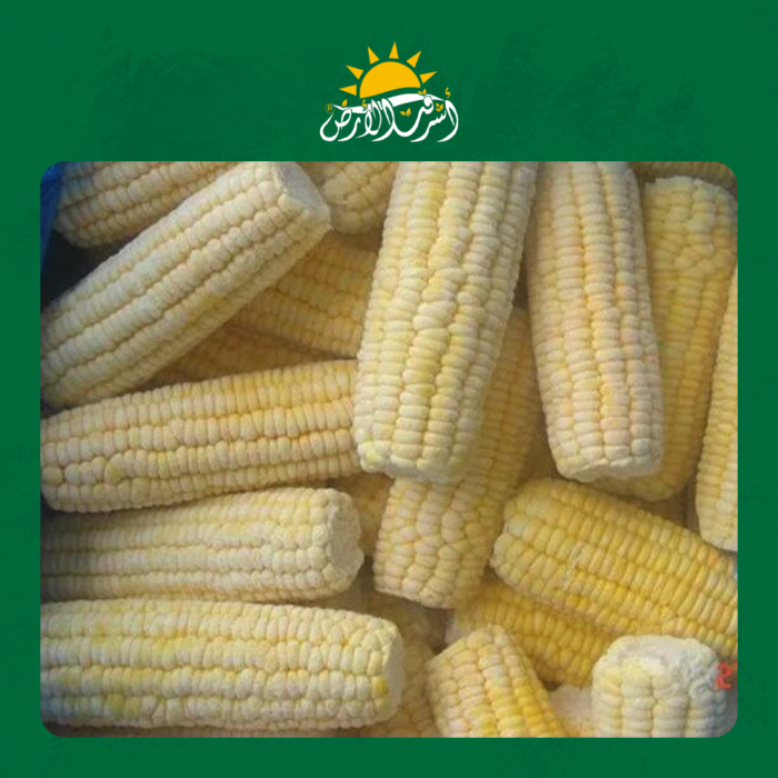 ذرة سكرية Sweet Corncob