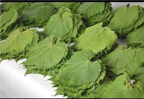 ورق عنب Leaves Grape