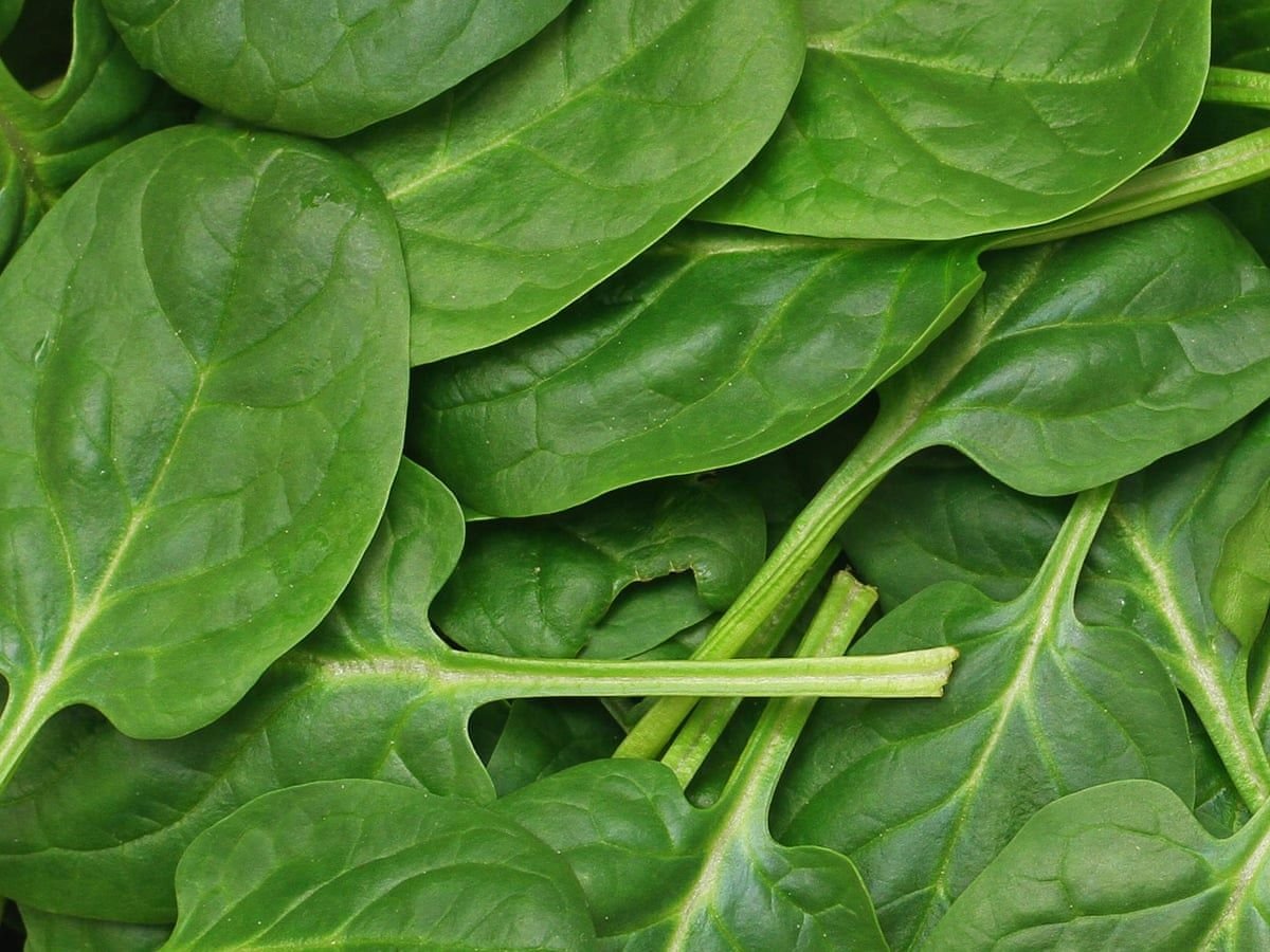 سبانخ Chopped Spinach