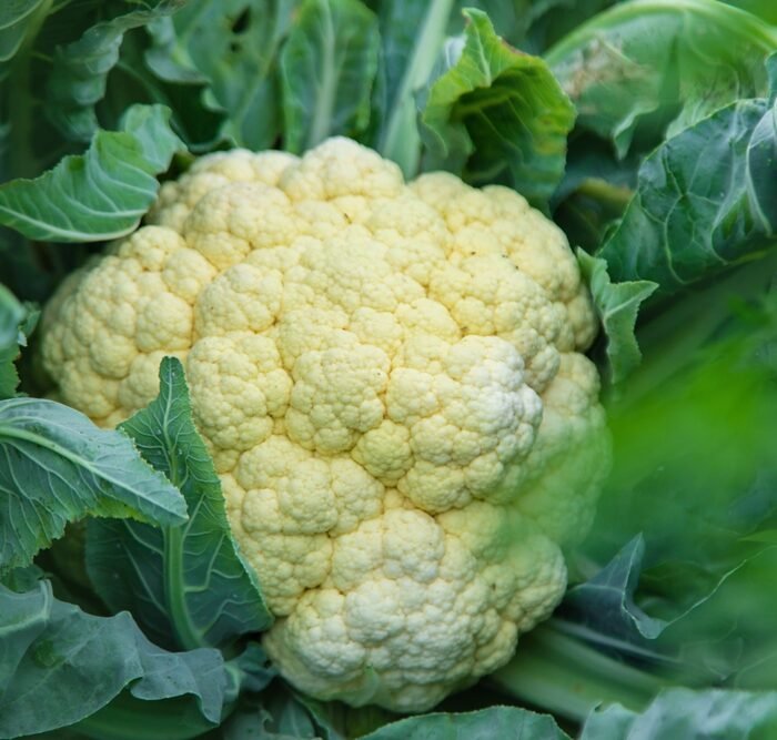 قرنبيط Cauliflower