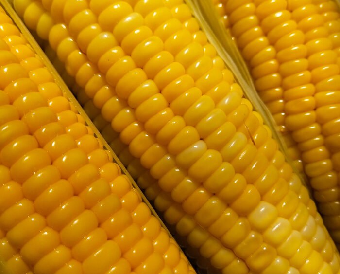 ذرة سكرية Sweet Corncob