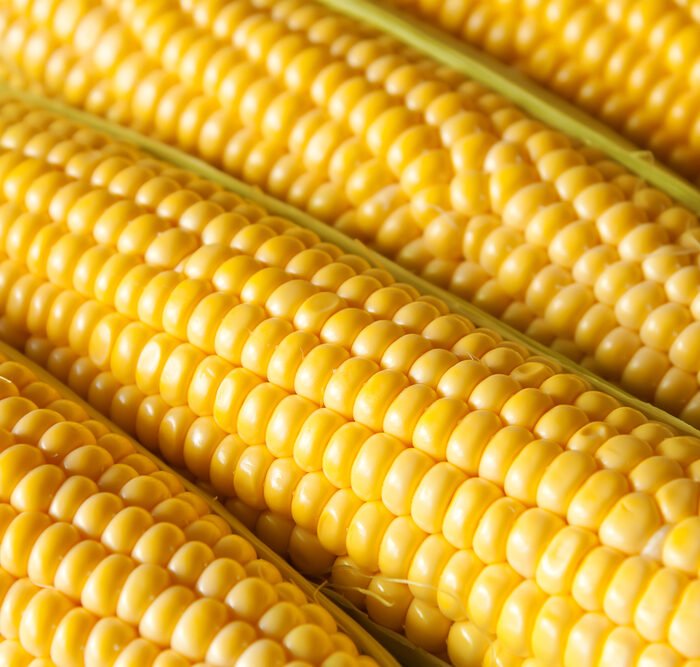 ذرة سكرية Sweet Corncob